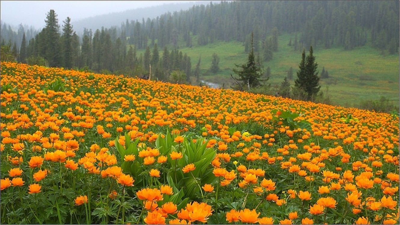 Купальница Забайкальская