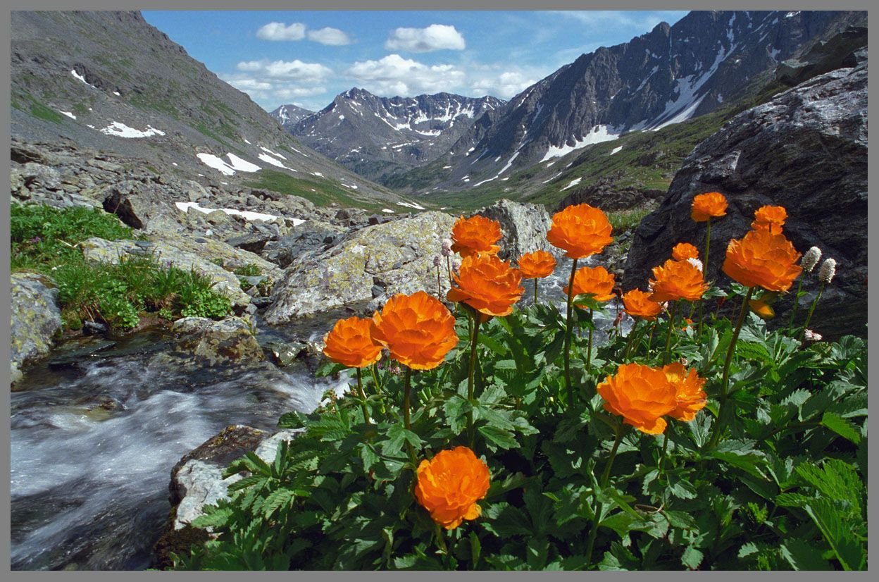 Купальница Алтайская Алтайский заповедник