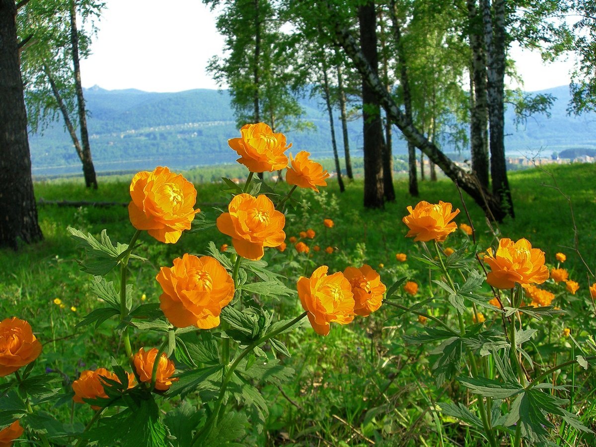 Сибирские огоньки цветы