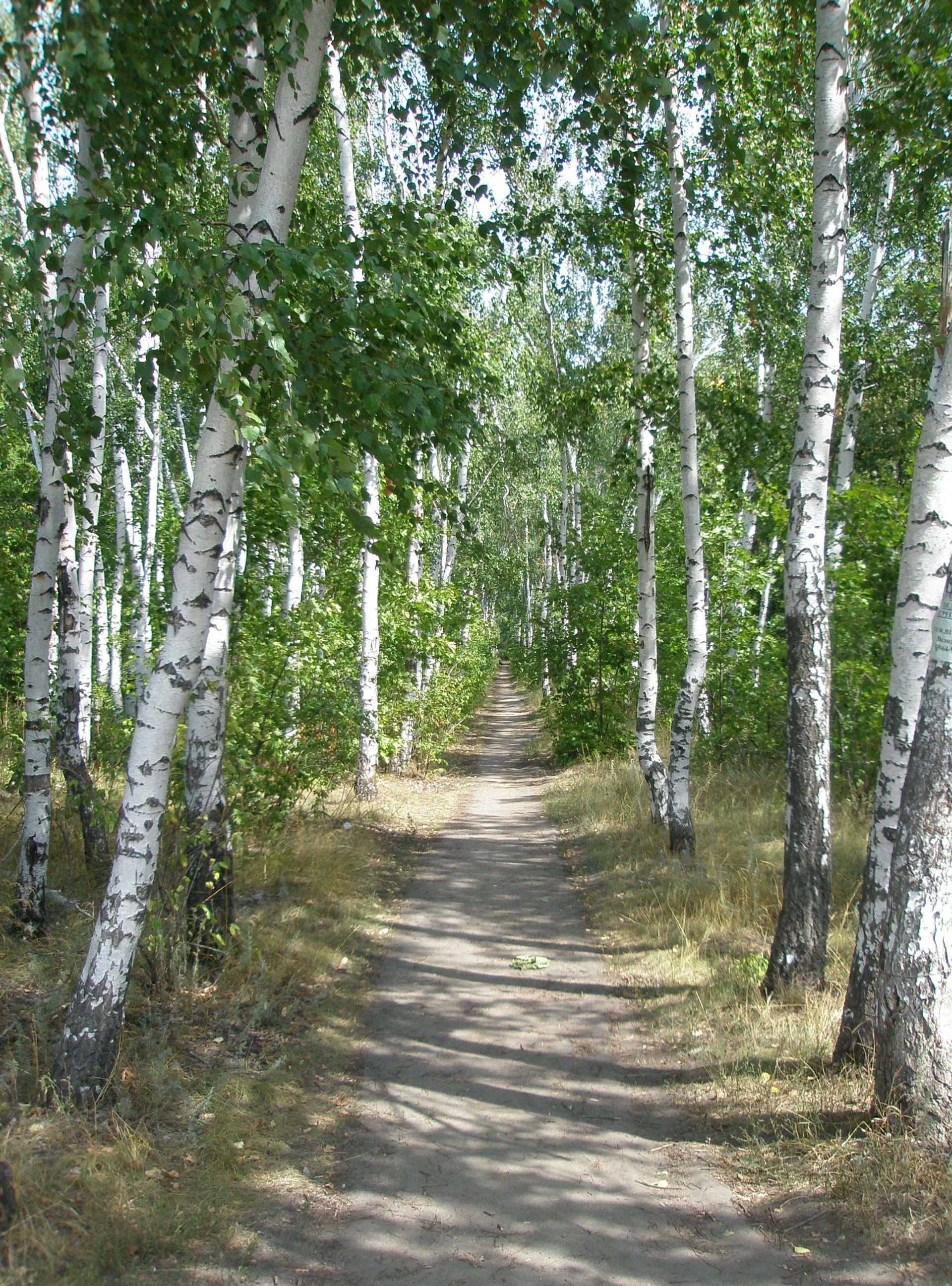 Тропинка в Березовом лесу