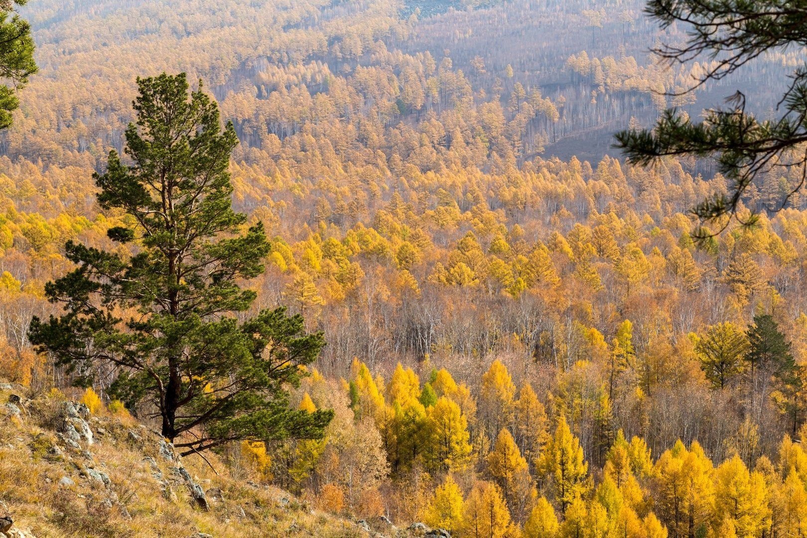 Дикое забайкалье. Тайга Забайкальского края осенью. Забайкальский край природа осень. Природа Забайкальского края осенью. Забайкалье Тайга сопки.