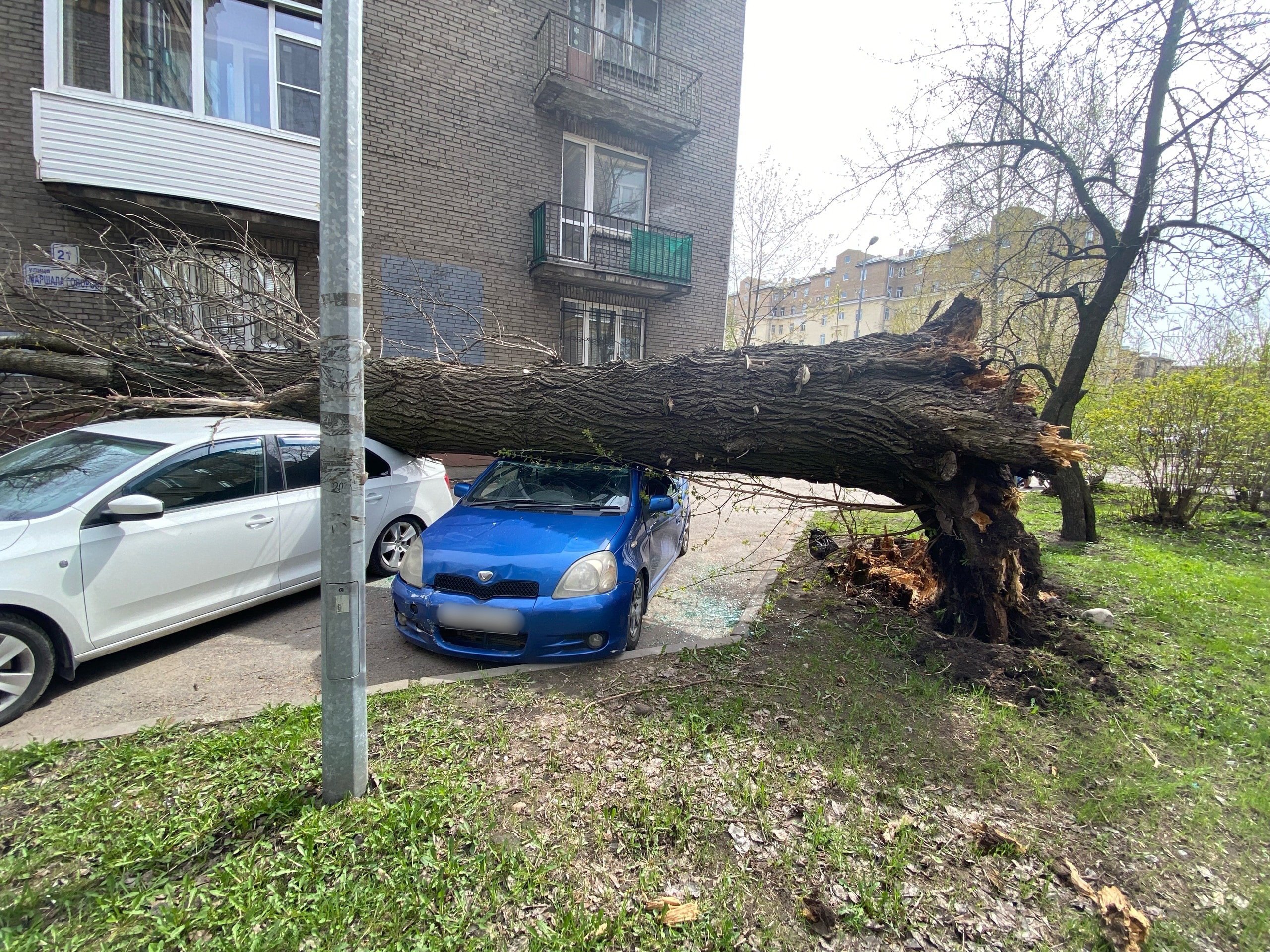 дерево упало фото