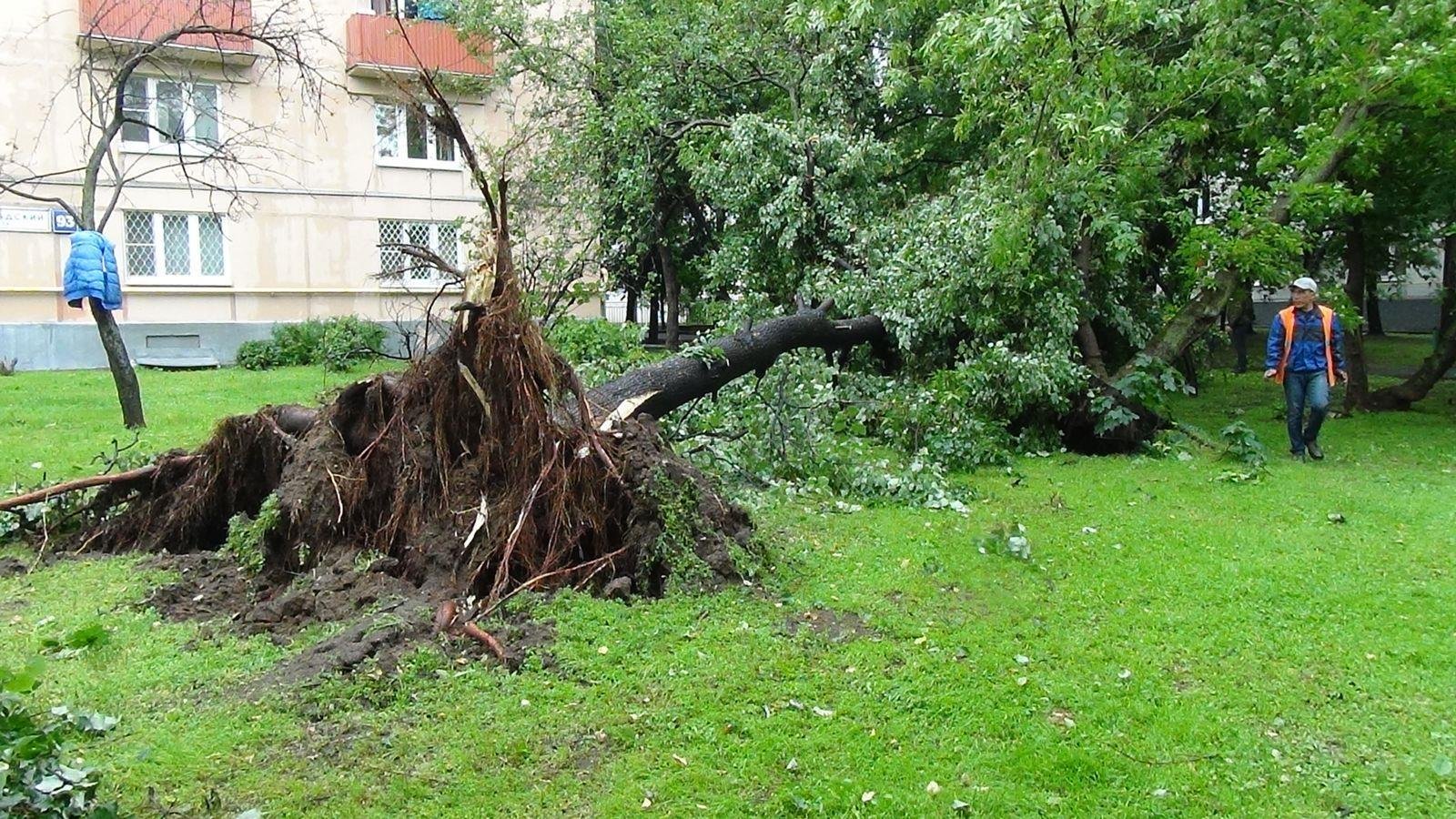 Разбилось дерево. Упавшее дерево. Падающее дерево.