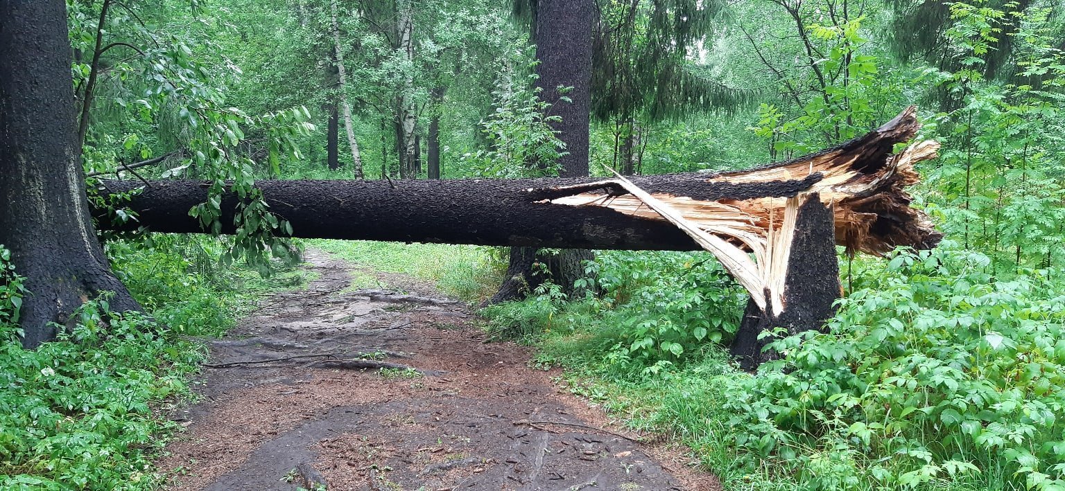 Падающее дерево. Поваленное дерево. Дерево падает в лесу. Поваленное дерево на дороге. Поваленный лес.