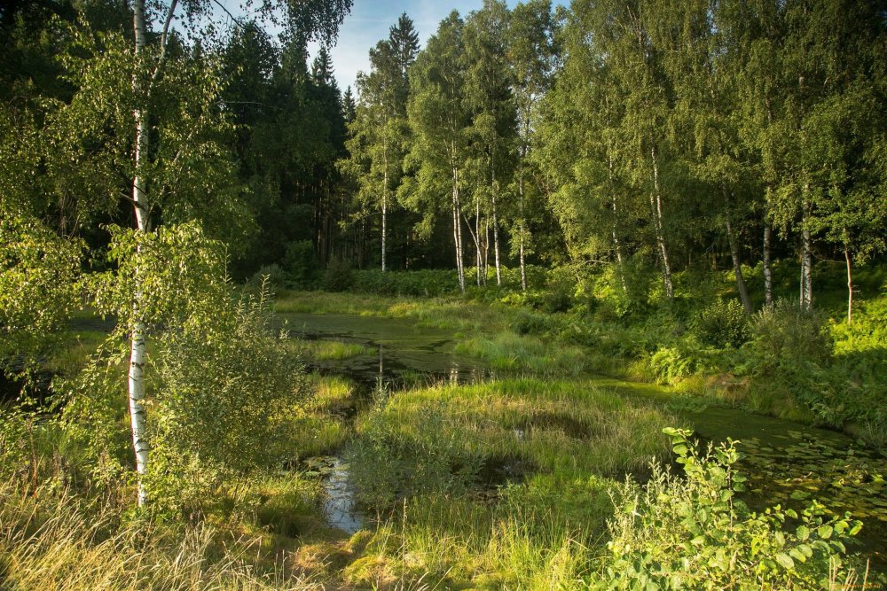 Красота природы средней полосы России