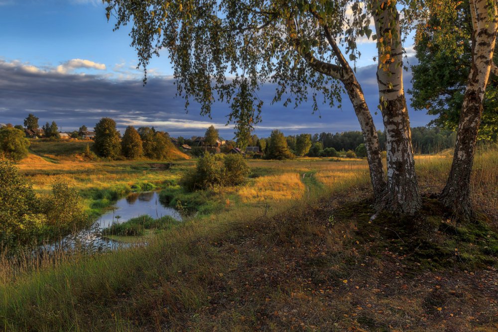 Фотограф: фёдор Лашков ромашки