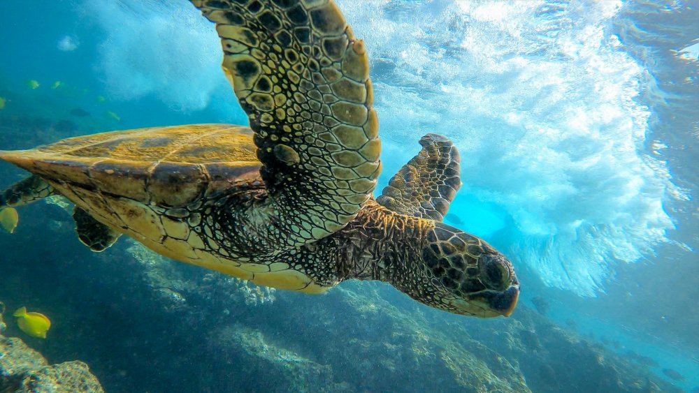 Морская черепаха Филиппины