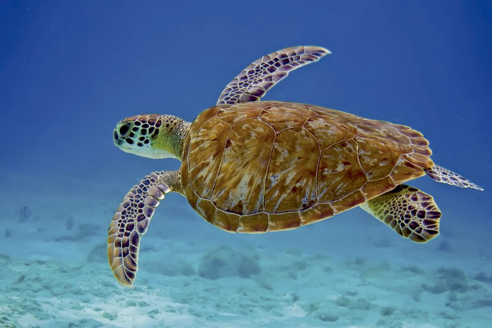 Зеленая черепаха красное море