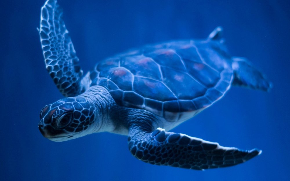 Морская черепаха 4к