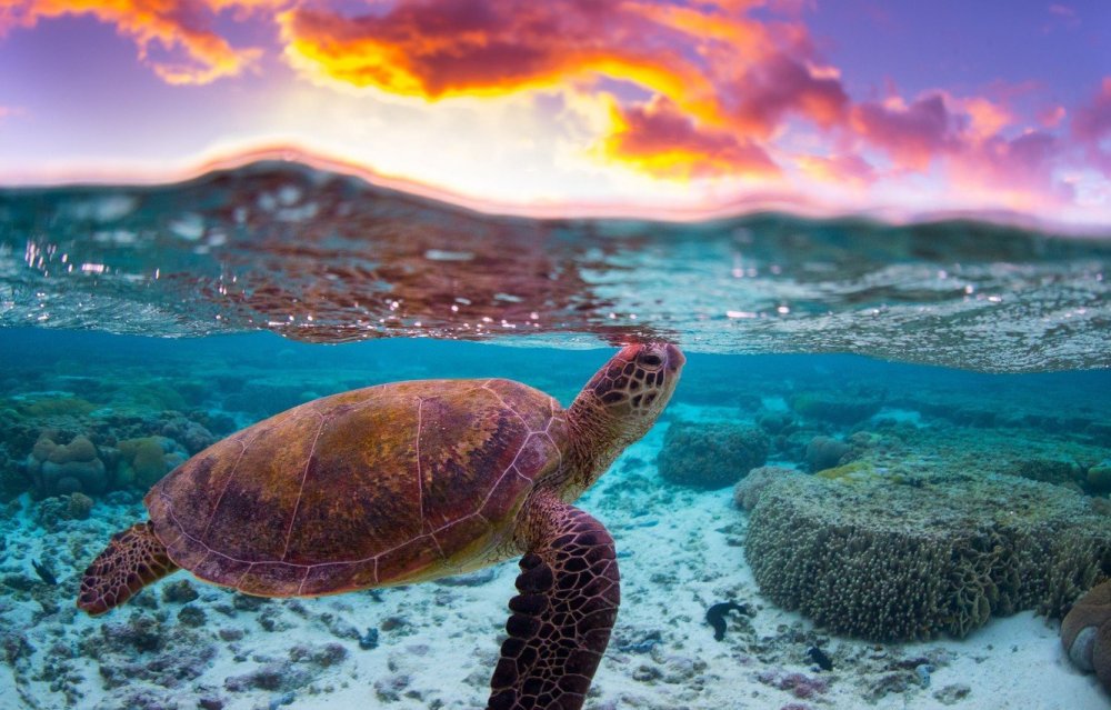 Красивая морская черепаха