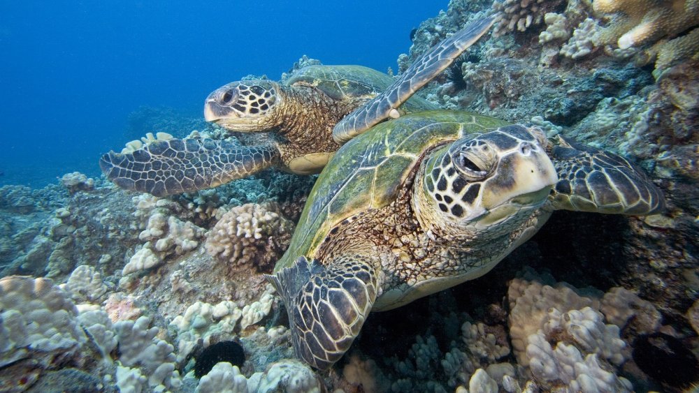 Панцирь зелёной морской черепахи
