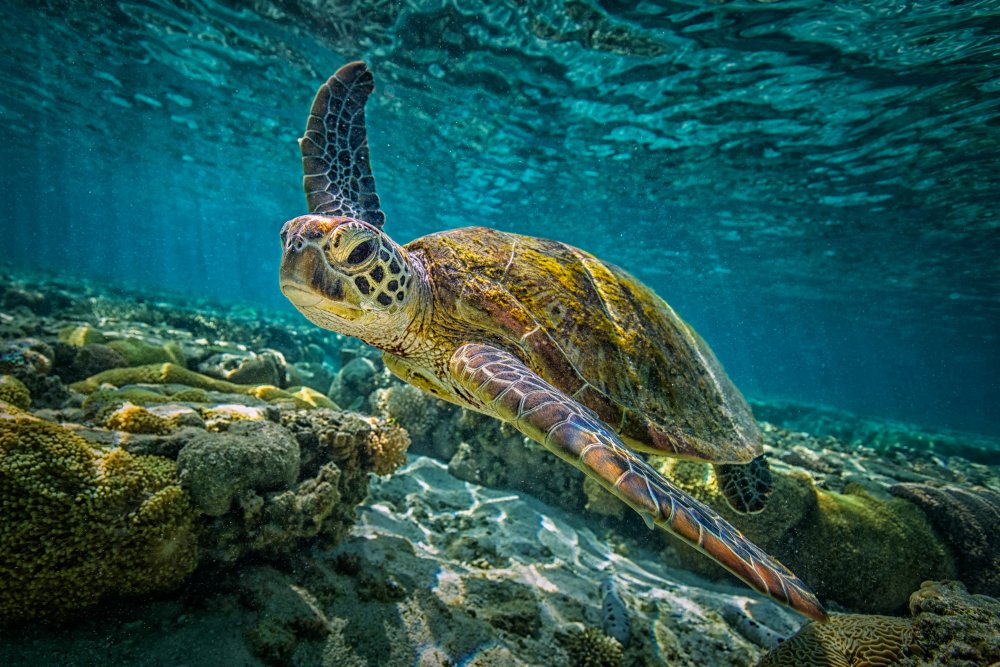 Морская черепаха в море