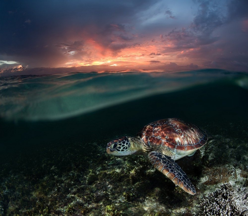 Морская черепаха Галапагосы