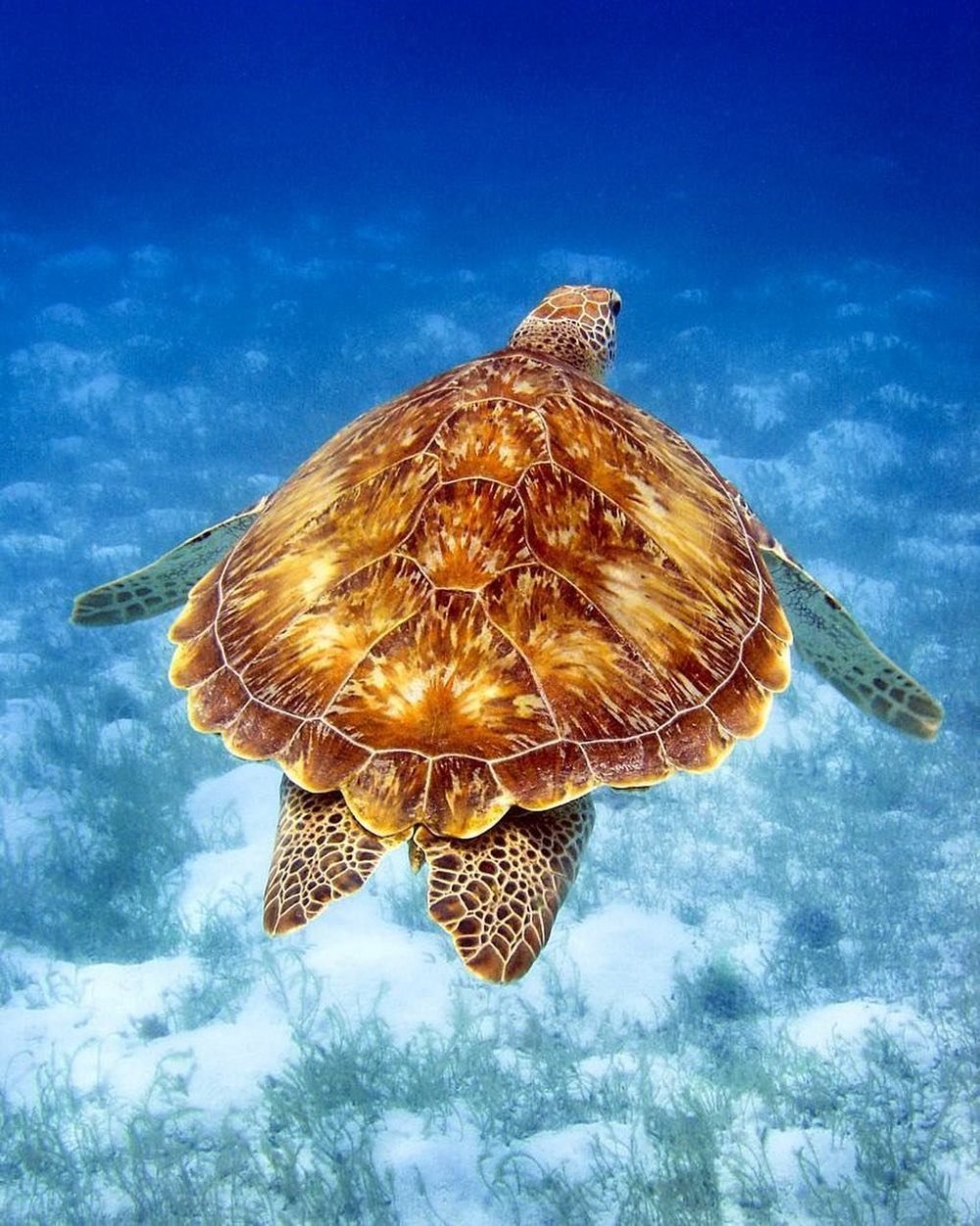Морская черепаха детеныш Черепашонок