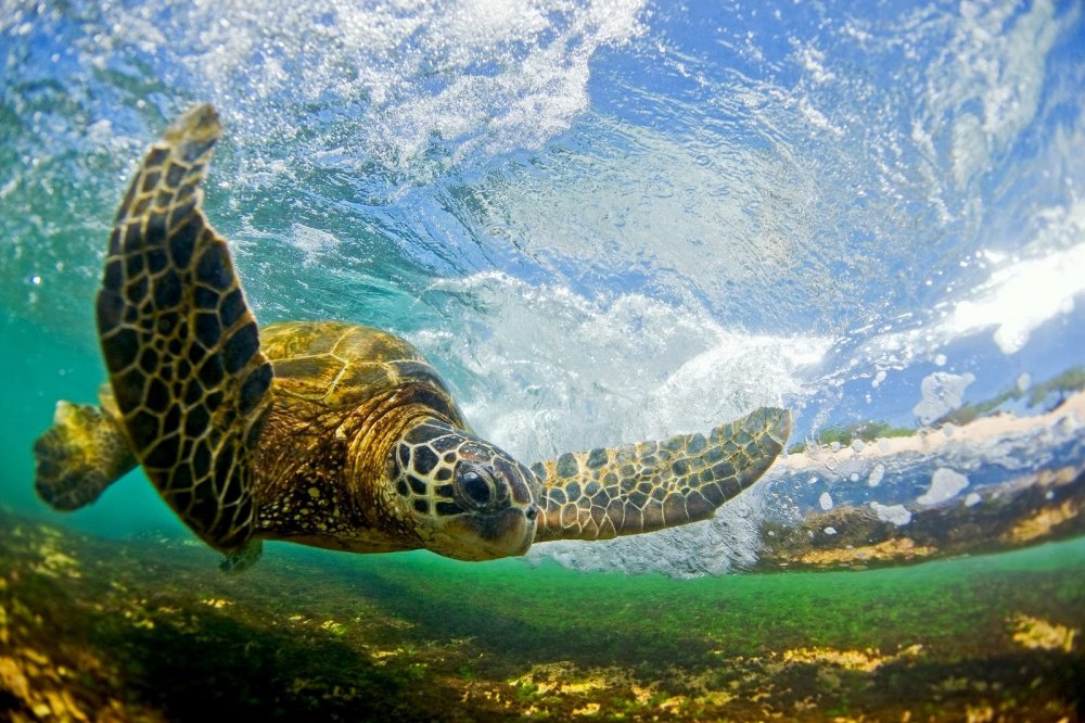 Черепахи Атлантического океана