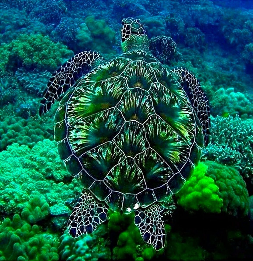 Море черепаха