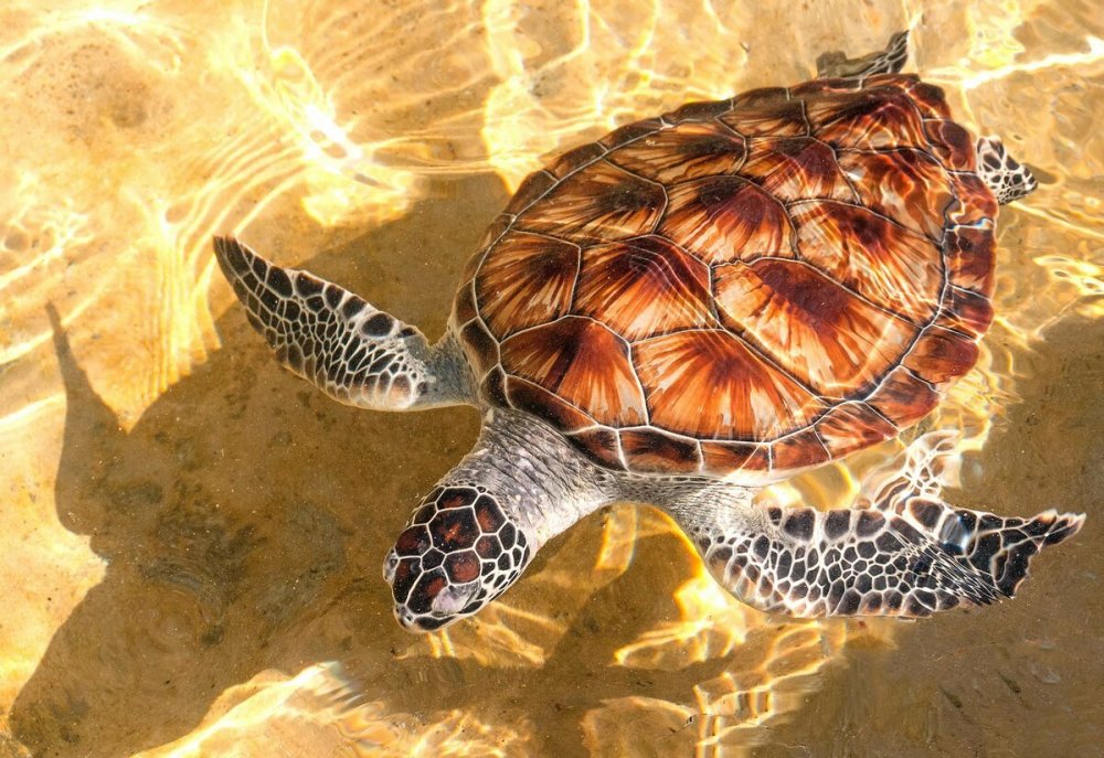 Черепаха логгерхед Австралия