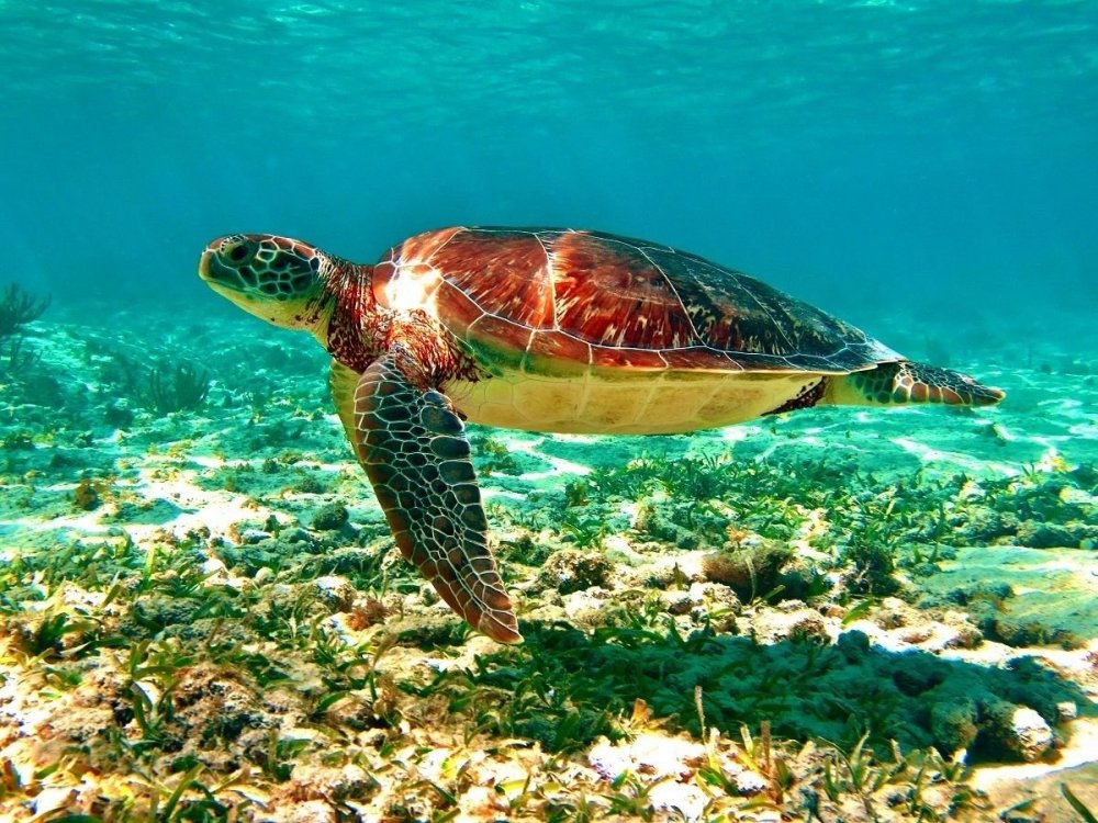 Мальдивы рифы черепахи