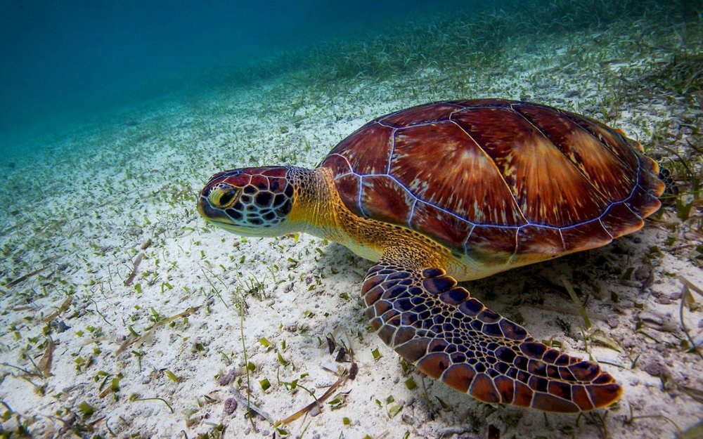 Морская черепаха сбоку