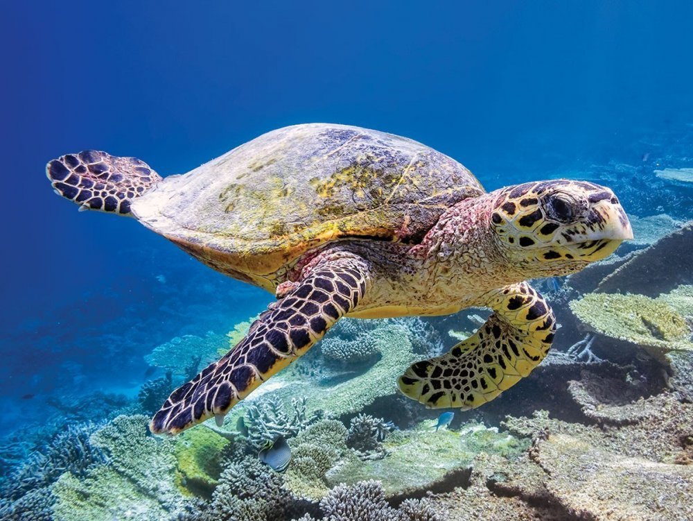 Морская черепаха с черепашками