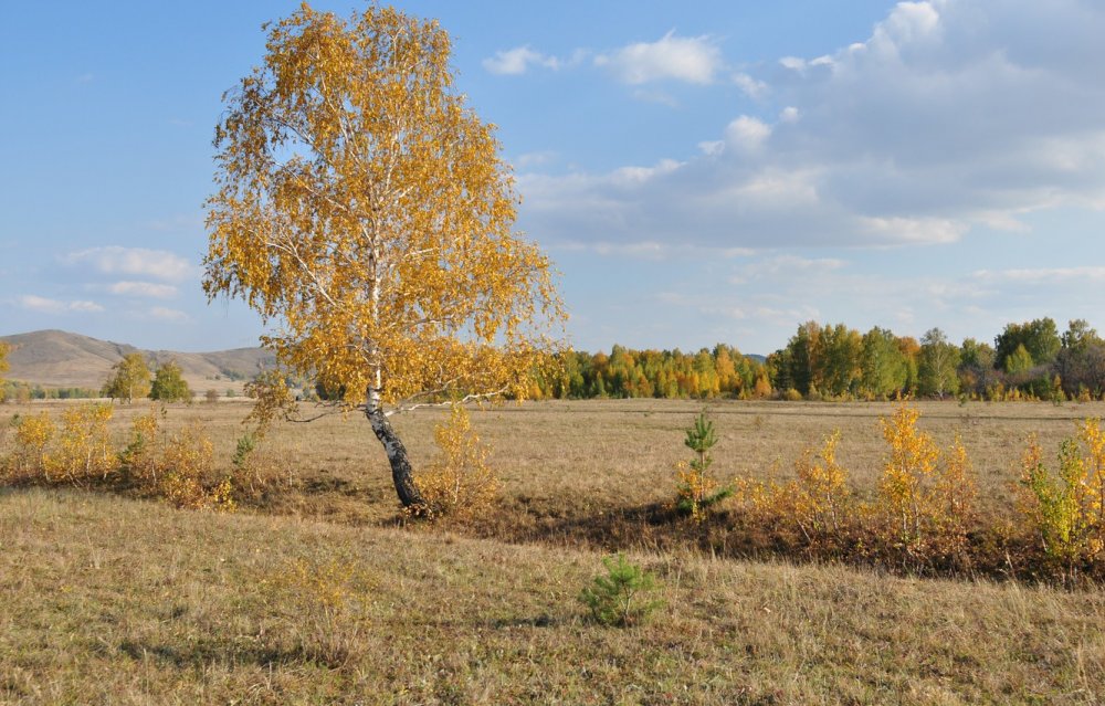 Береза поздней осенью