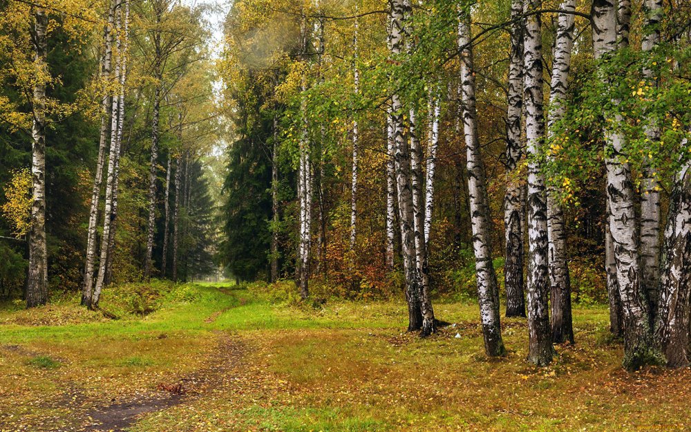 Берёзовая роща Сосновый Бор