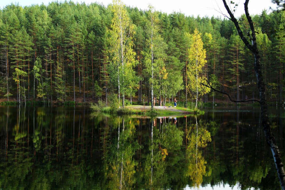 Лесное озеро в Ленинградской области