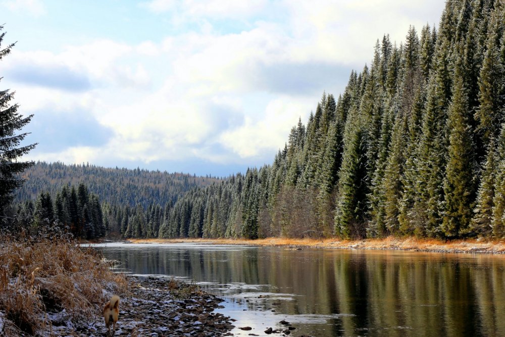 Природа река Койва Пермский край