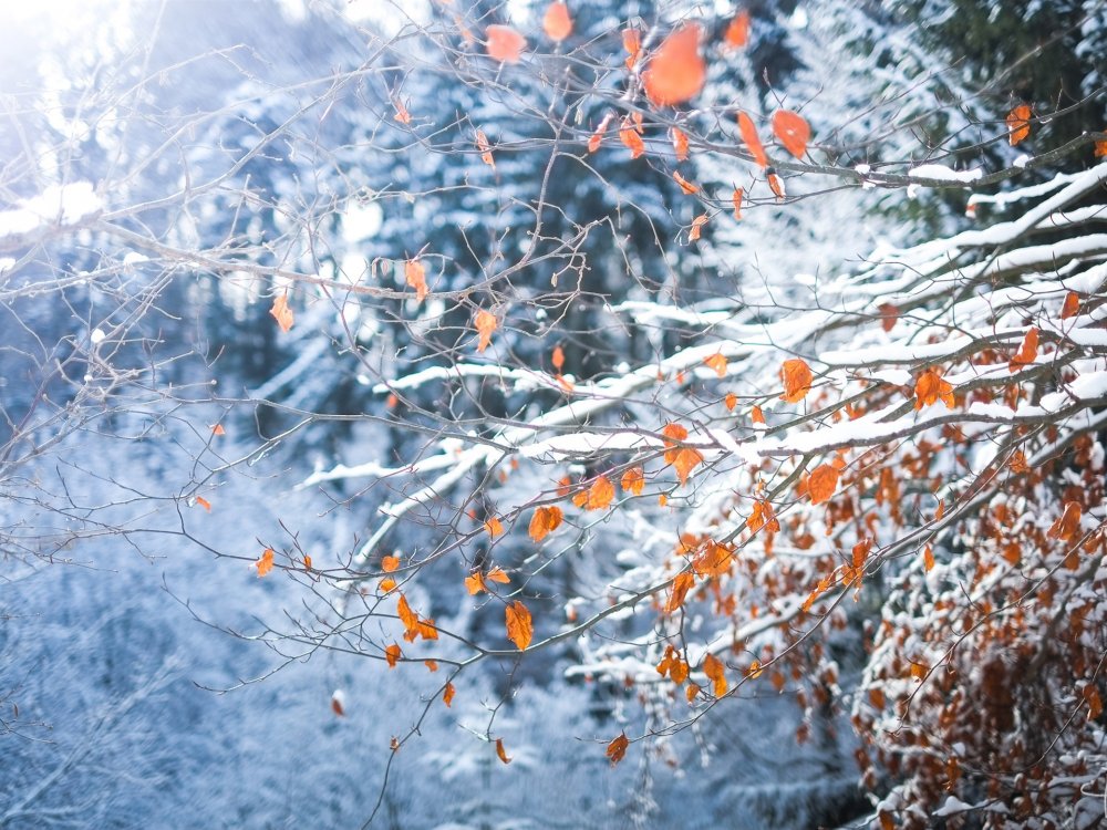 Первый снег