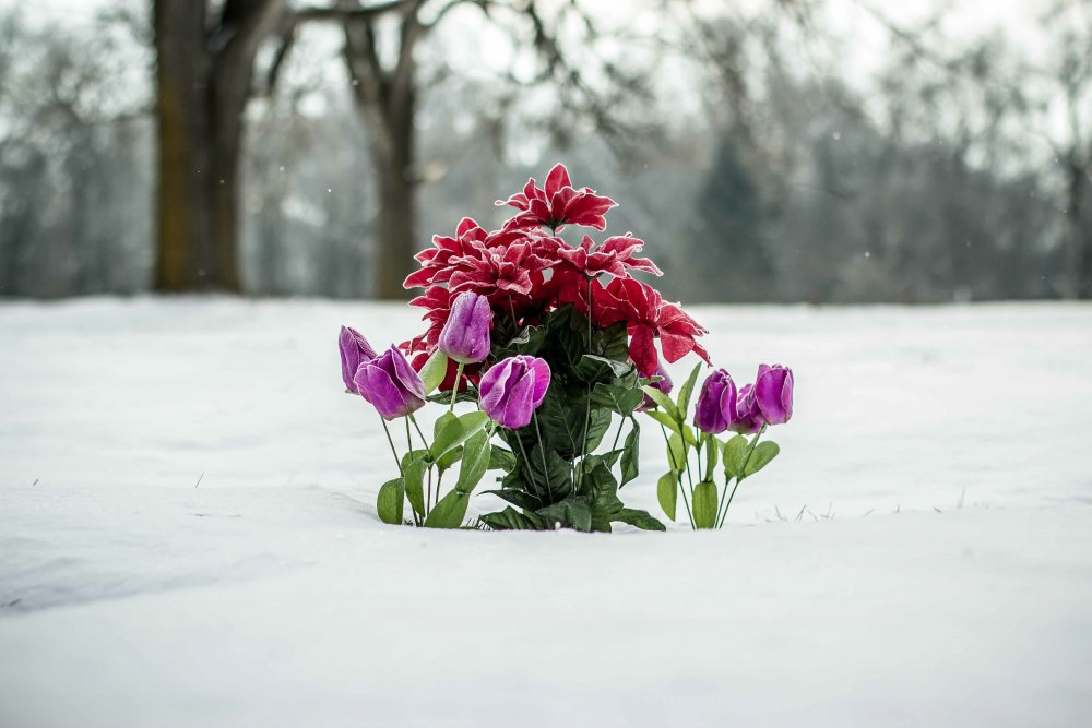 Цветы в снегу