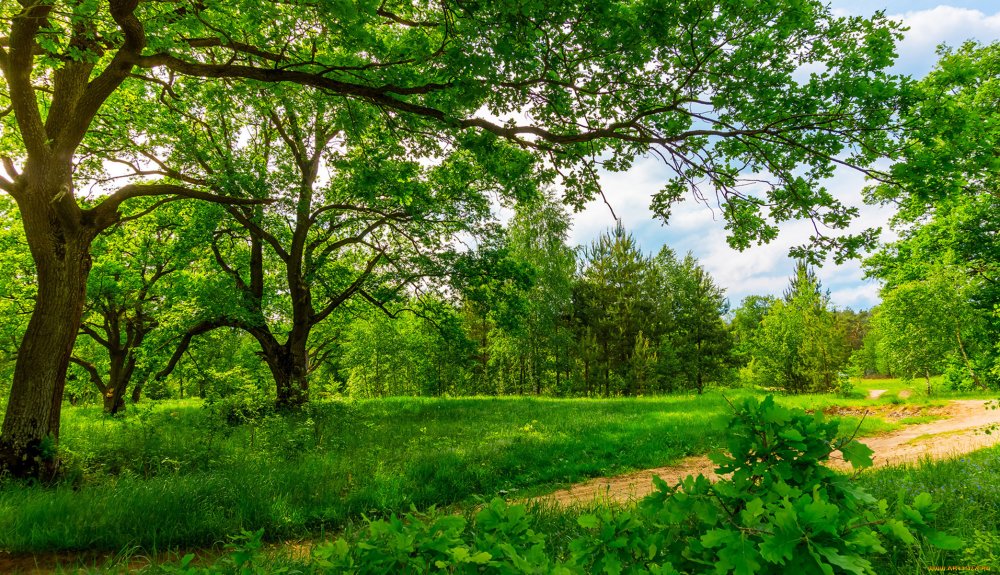 Панорама на деревья летом