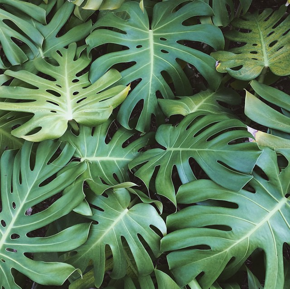 Тропические лист Monstera