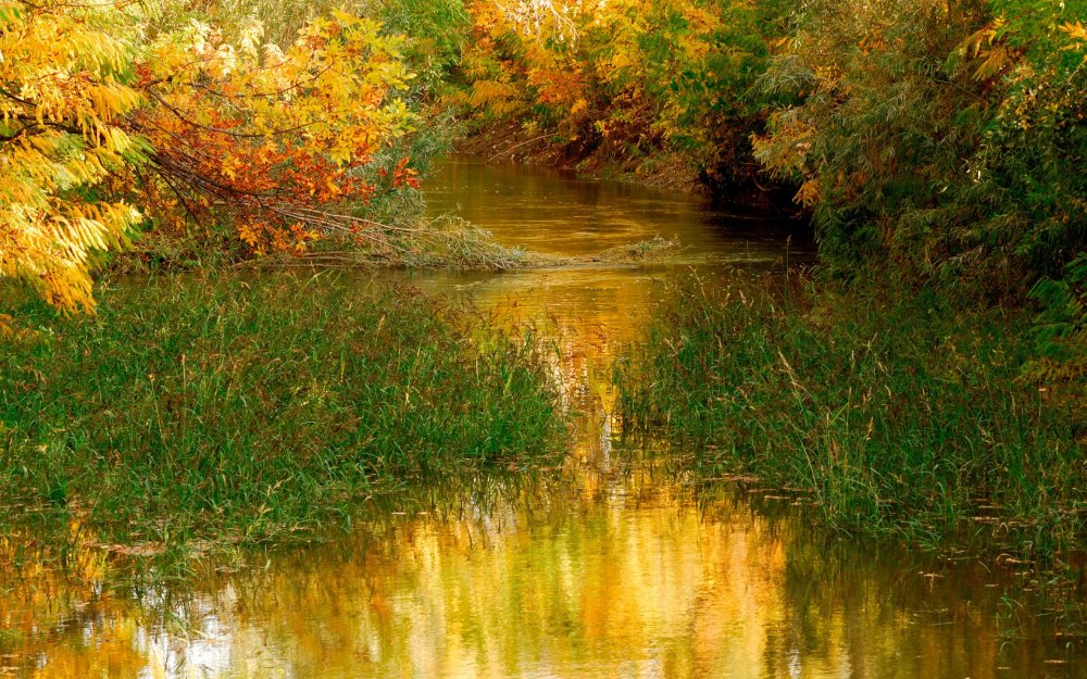 Осенний пейзаж с водой