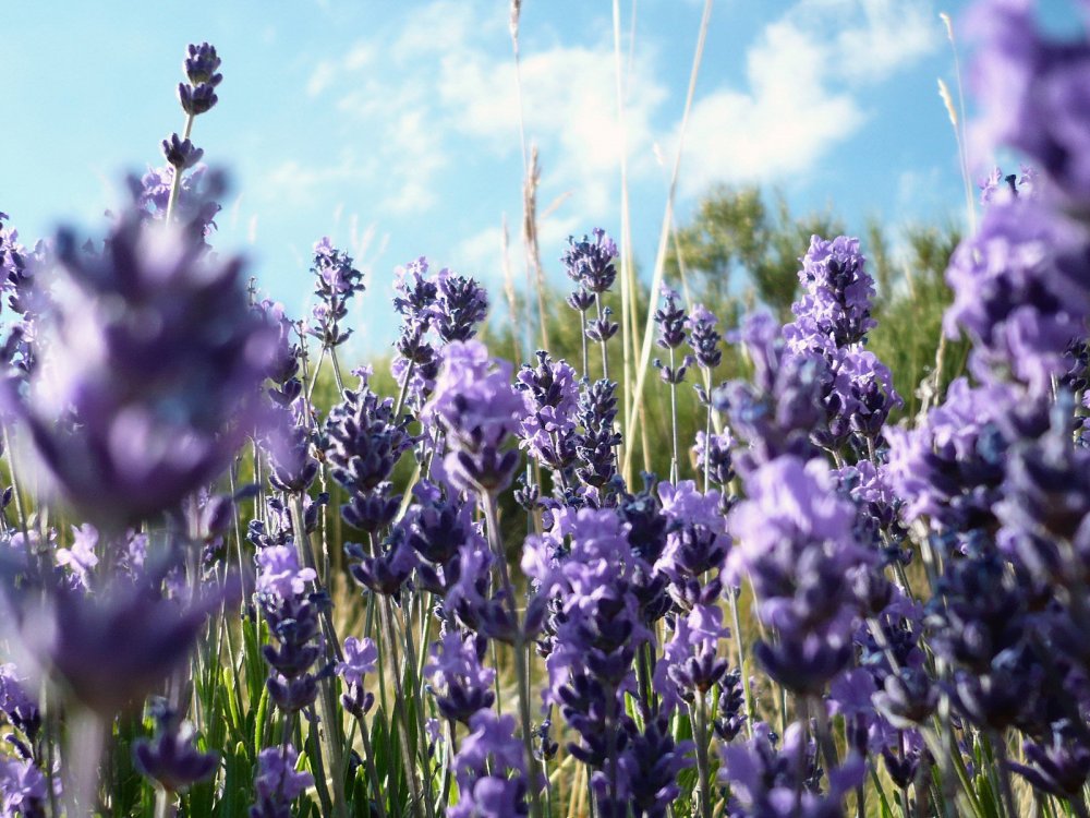 Лаванда Lavandula Yellow Weil