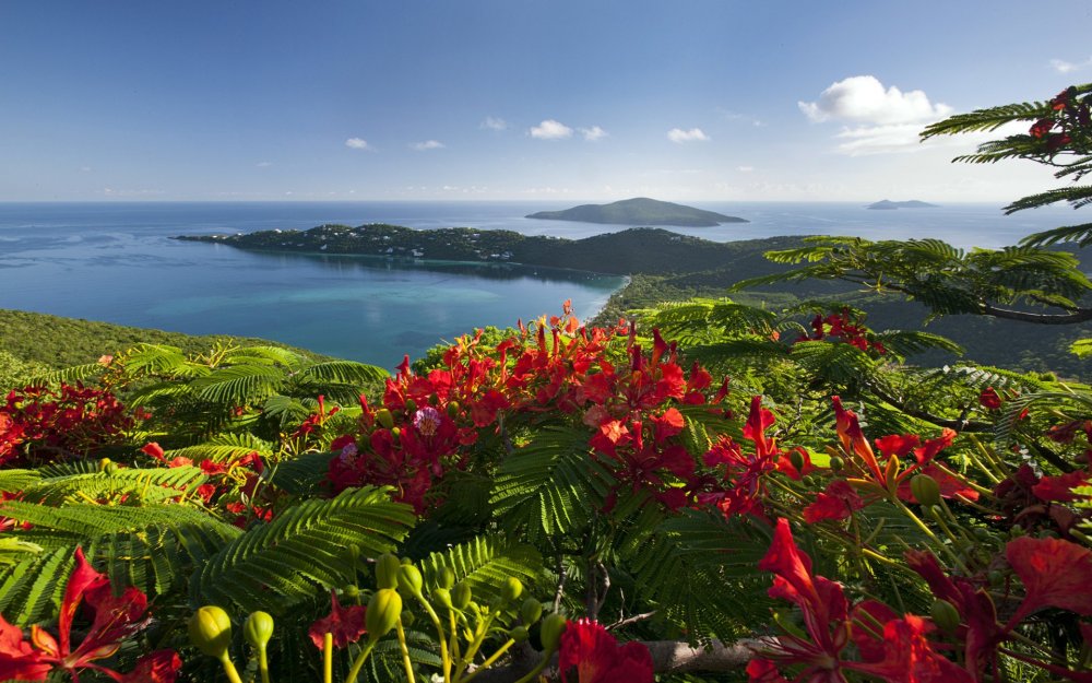 Остров Итуруп цветы