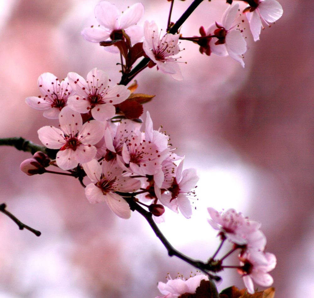 Ванда Cherry Blossom