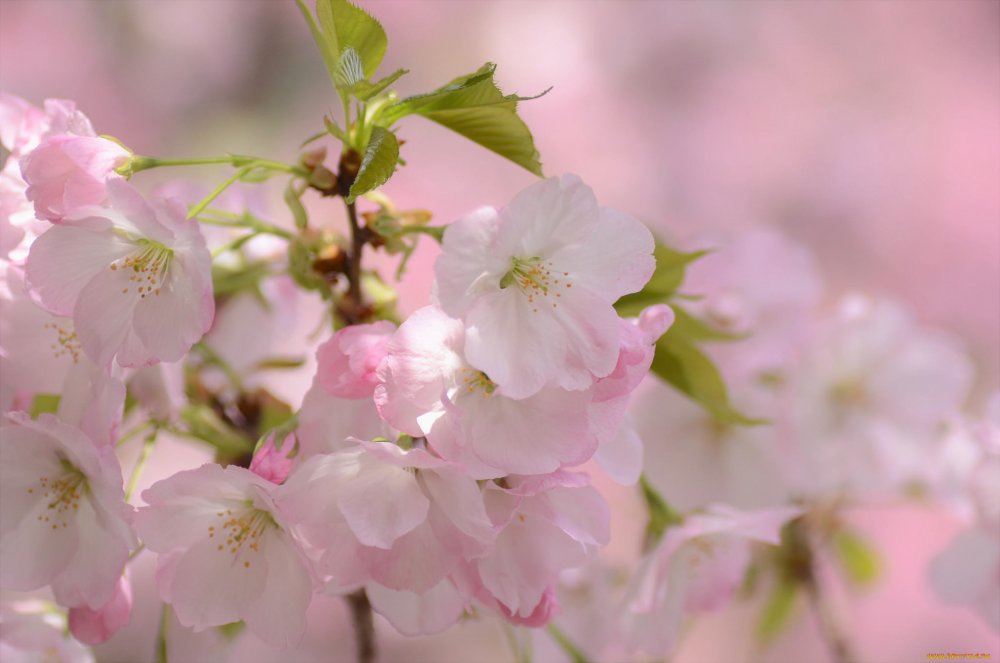 Яблоня цветет Сакура