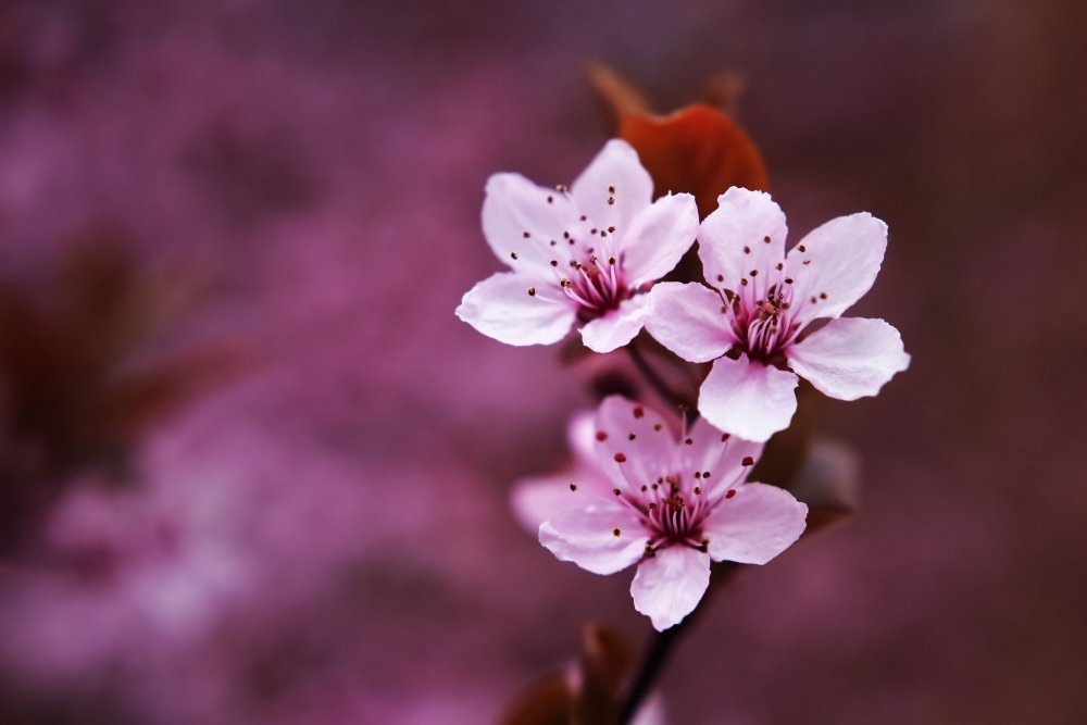 Цветочки Сакуры