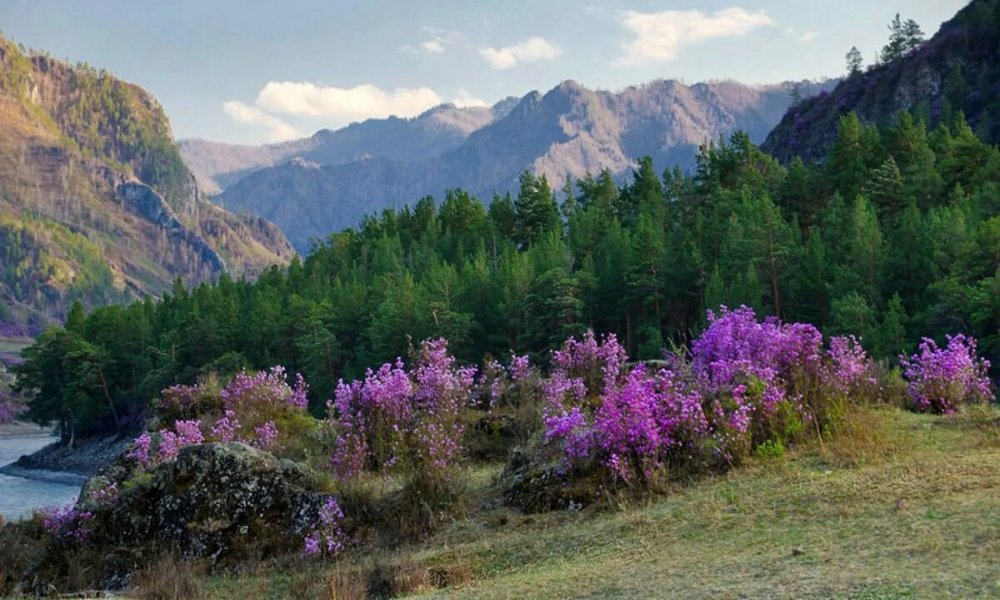 Маральник Алтай Белокуриха