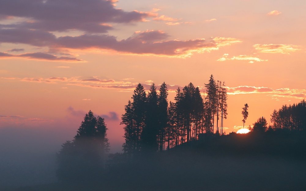 Рассвет в лесу