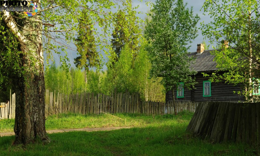 Деревенский дом в березовой роще