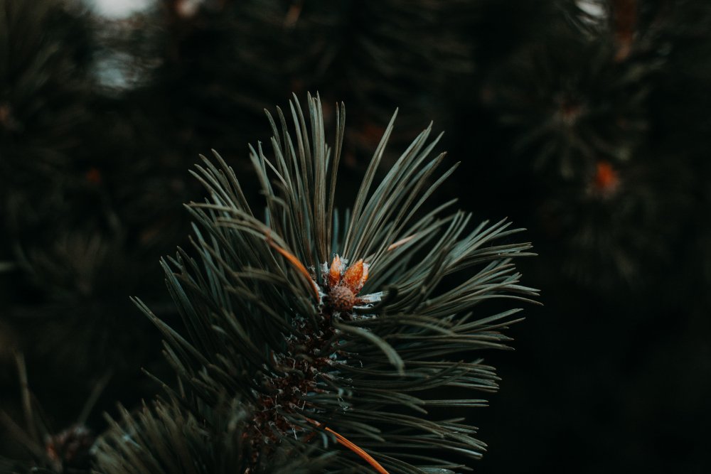 Дерево штата Миннесота - сосна красная (Pinus resinosa)