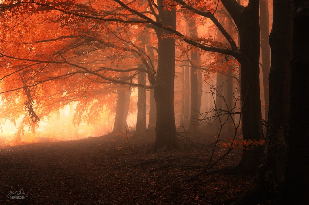 Осенний лес вечером
