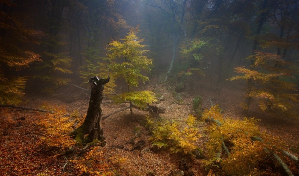 Дремучий лес осень