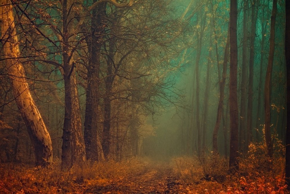 Мистический осенний лес