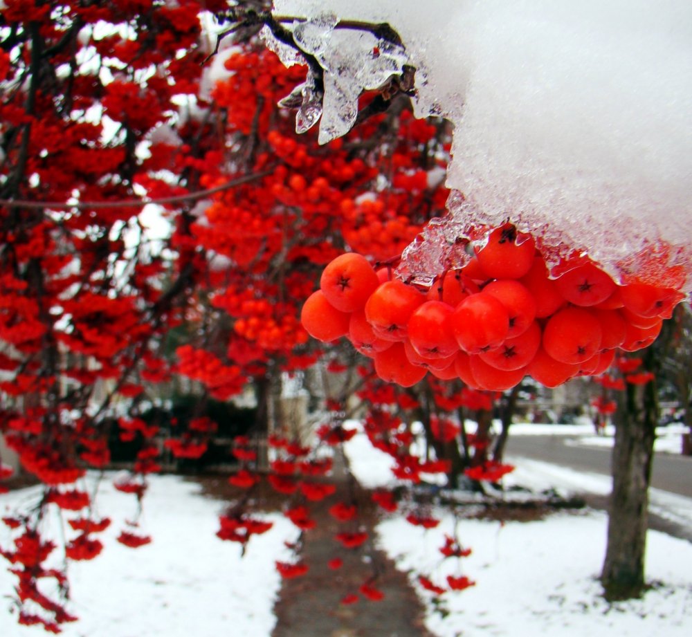Красная рябина зимой