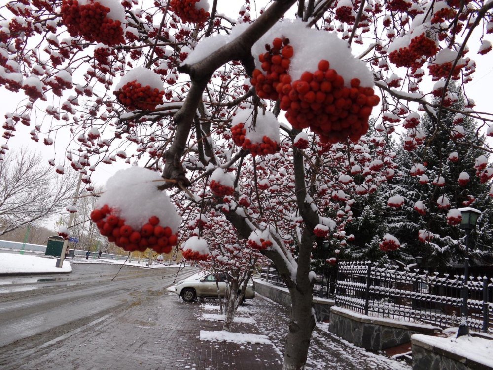 Дерево рябина в снегу