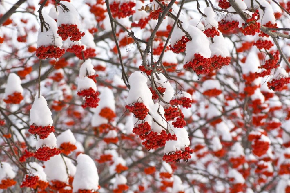 Рябина красная в снегу