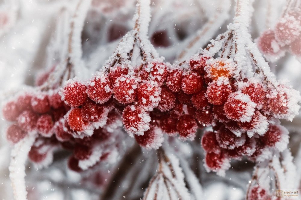 Зима ягоды в снегу