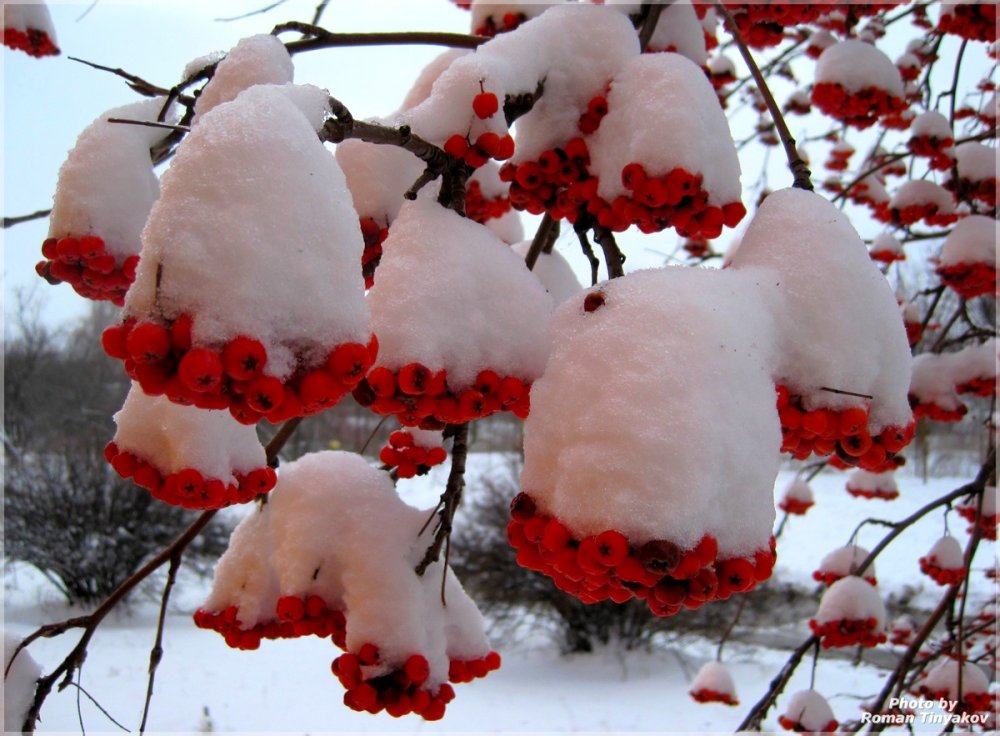 Грибы и ягоды под снегом